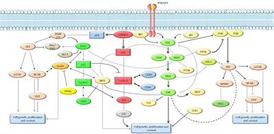 Non-BRAF Mutant Melanoma: Molecular Features and Therapeutical Implications